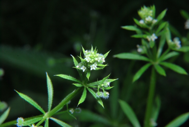 Galium aparine